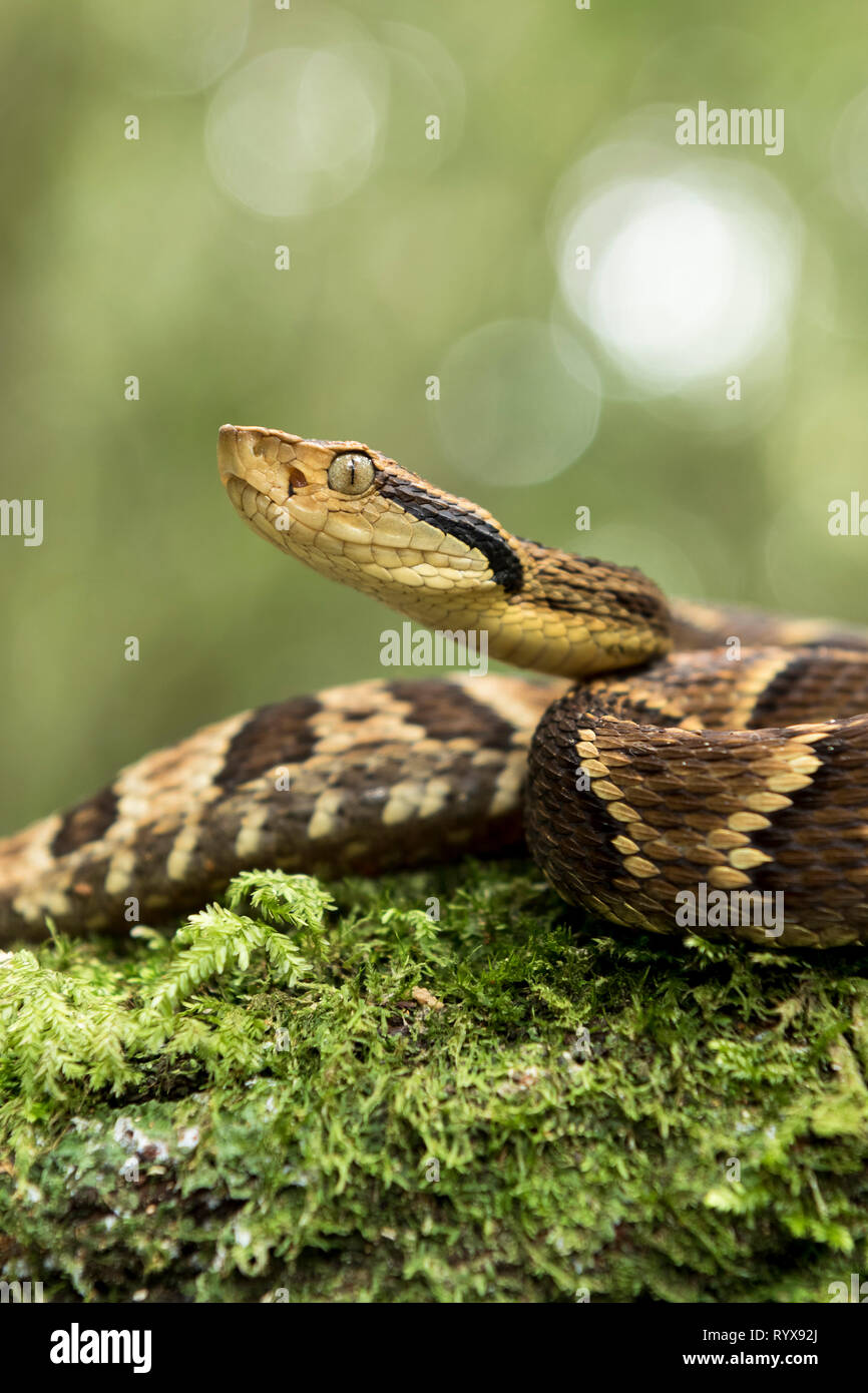 Ein schönes Foto eines Bothrops jararaca, eine giftige Schlange in Brasilien gefunden. Stockfoto