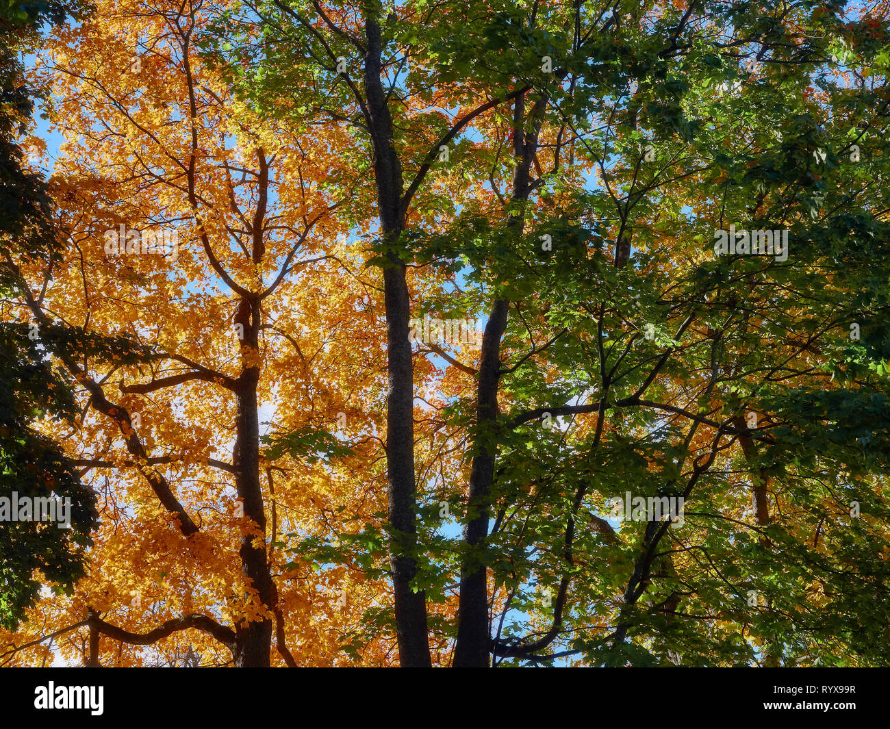 Bäume und Äste mit gelben und orangen Herbst Blätter als Natur Hintergrund. Scheint die Sonne durch den Baum in goldener Herbst im Wald, lebendige Stockfoto