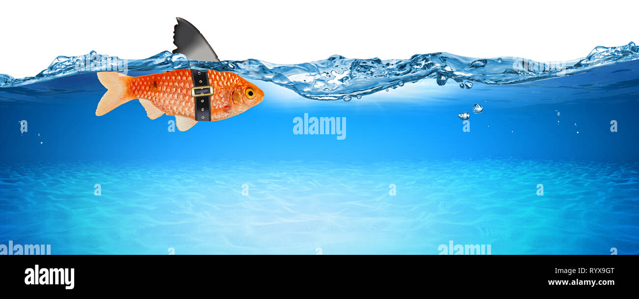 Goldfisch mit gefälschten Shark Fin Creative Business Idee innovation Konzept auf Blue panorama Unterwasser Hintergrund isoliert Stockfoto