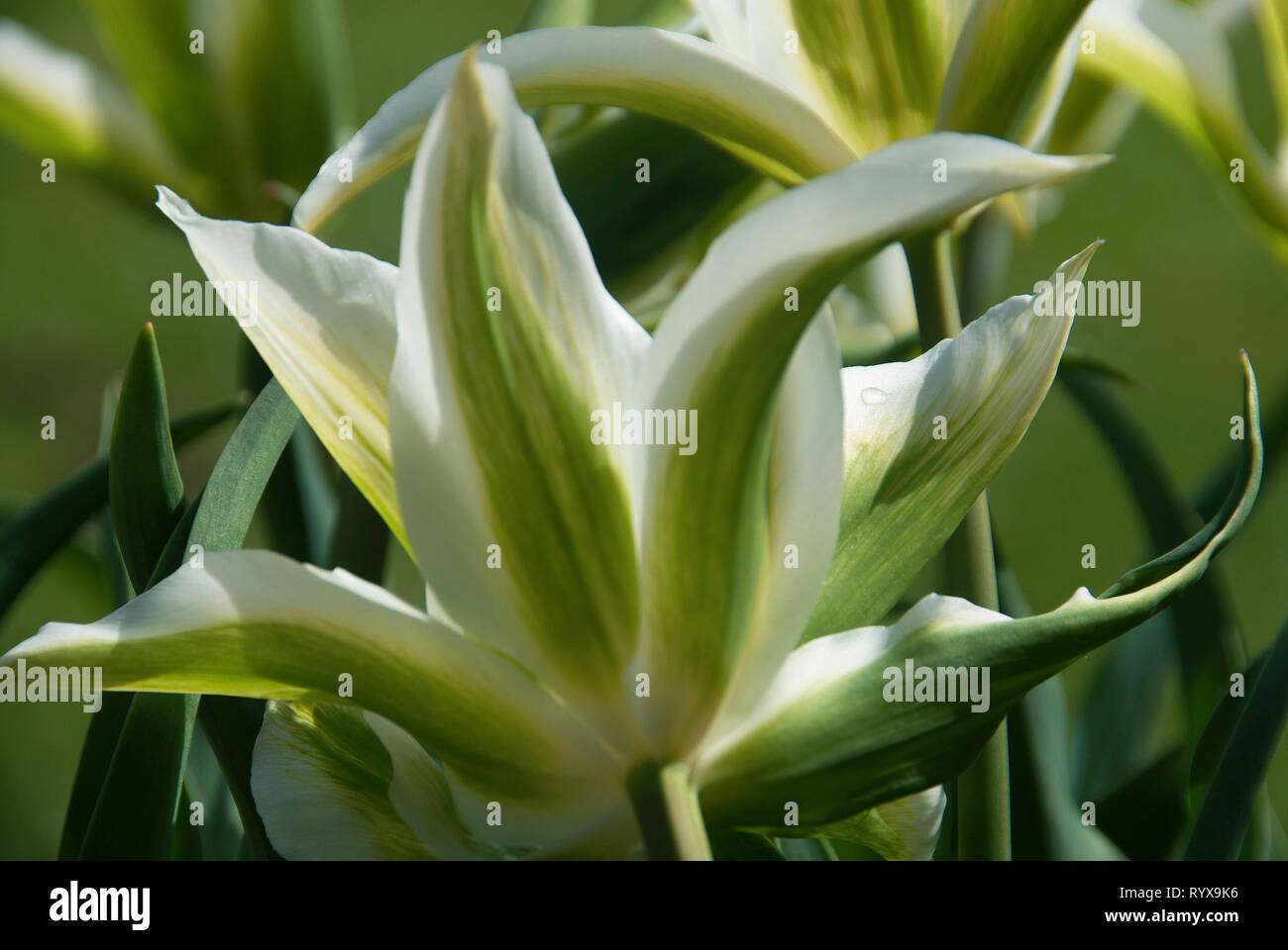 Tulipa 'Green Star' Stockfoto