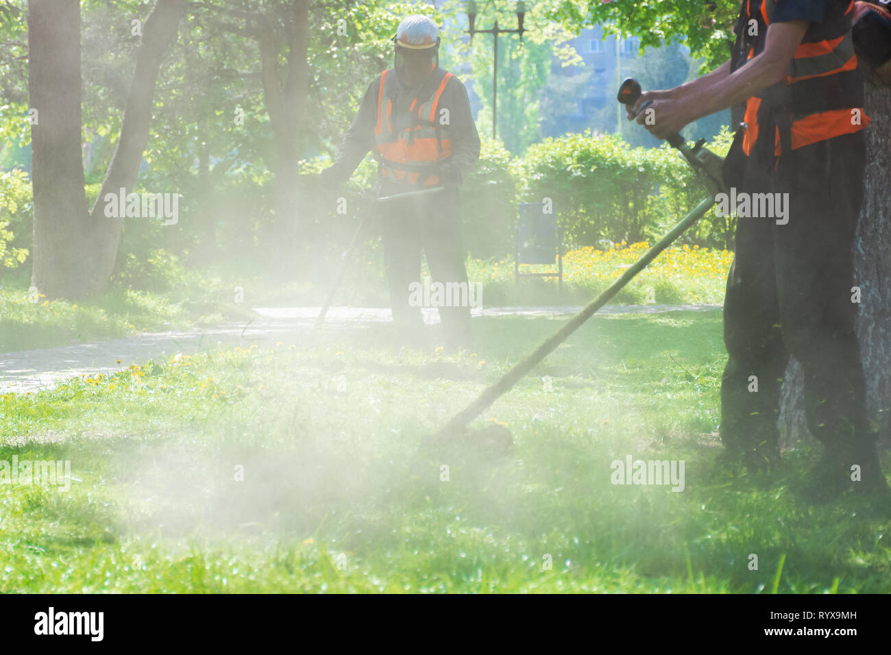 Professionelle Rasen mähen Service im Park. Zwei Männer arbeiten mit Freischneider. Staub und gelber Löwenzahn von Nylon String geworfen Stockfoto