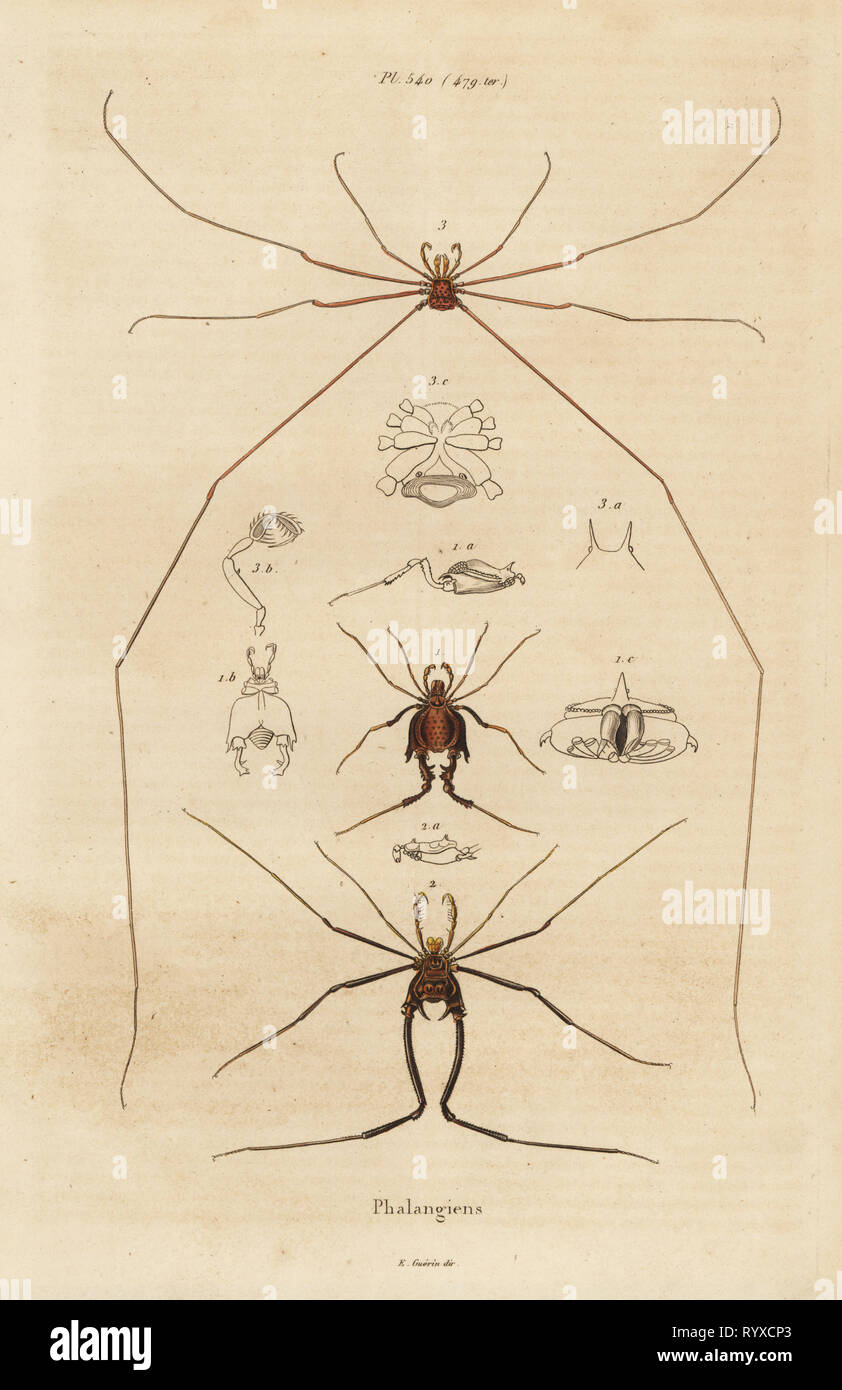 Weberknechte, Erntemaschinen oder Daddy longlegs, opiliones Arten. Phalangiens. Papierkörbe Stahlstich von Felix-Edouard Guerin-Meneville's Wörterbuch Pittoresque d'Histoire Naturelle (malerische Wörterbuch der Naturgeschichte), Paris, 1834-39. Stockfoto