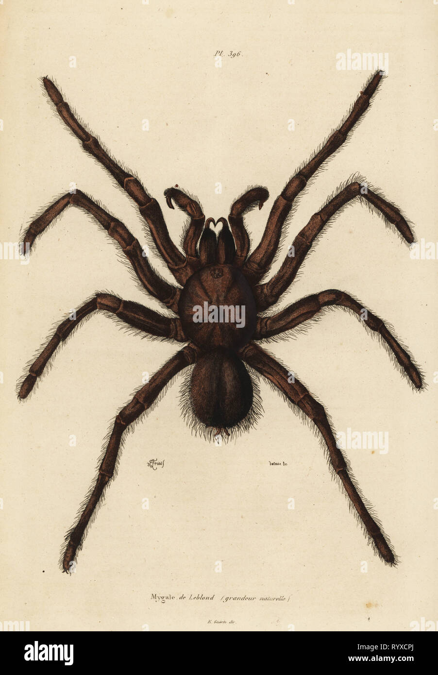 Goliath birdeater Spinne, Theraphosa blondi Eine. Mygale de Leblond, grandeur Naturelle. Papierkörbe Stahlstich von du Casse nach einer Illustration von Adolph Fritten aus dem Felix-Edouard Guerin-Meneville's Wörterbuch Pittoresque d'Histoire Naturelle (malerische Wörterbuch der Naturgeschichte), Paris, 1834-39. Stockfoto