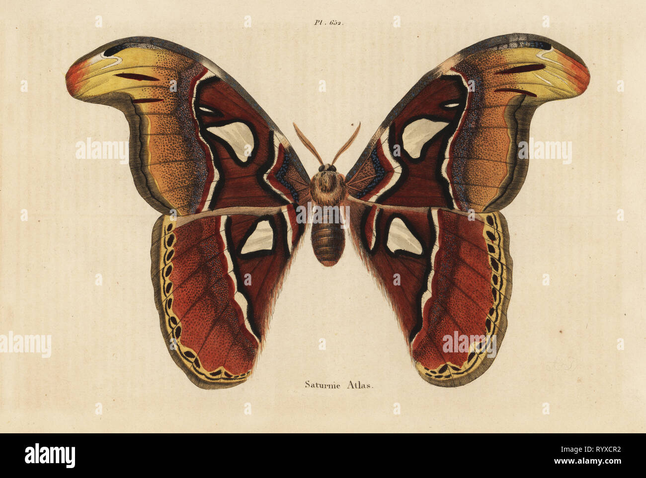 Atlas Moth, Attacus Atlas. Saturnie Atlas. Papierkörbe Stahlstich von Felix-Edouard Guerin-Meneville's Wörterbuch Pittoresque d'Histoire Naturelle (malerische Wörterbuch der Naturgeschichte), Paris, 1834-39. Stockfoto