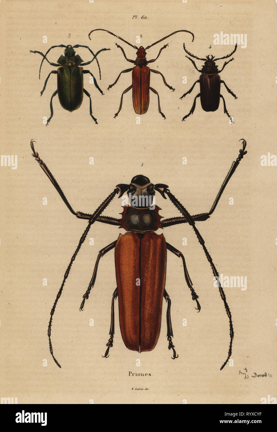 Große lange - Horn Käfer, Enoplocerus Aegosoma scabricorne armillatus 1, 2, 3 und Prionus Pyrodes nitidus desmaretii 4. Käfer, Priones. Papierkörbe Stahlstich August Dumenil aus Felix-Edouard Guerin-Meneville's Wörterbuch Pittoresque d'Histoire Naturelle (malerische Wörterbuch der Naturgeschichte), Paris, 1834-39. Stockfoto