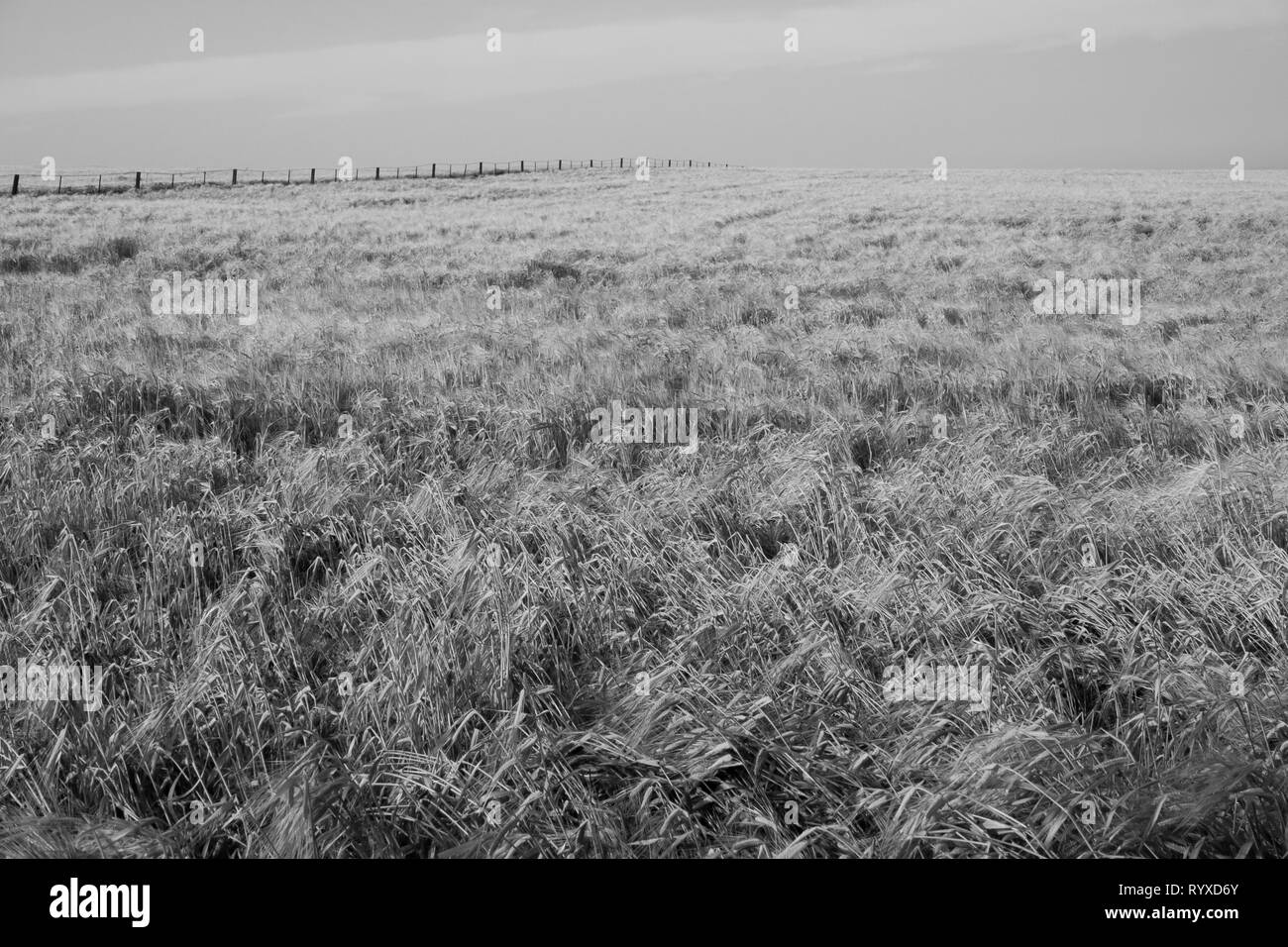 Weizenfelder im ländlichen Australien an einem sonnigen Tag Stockfoto