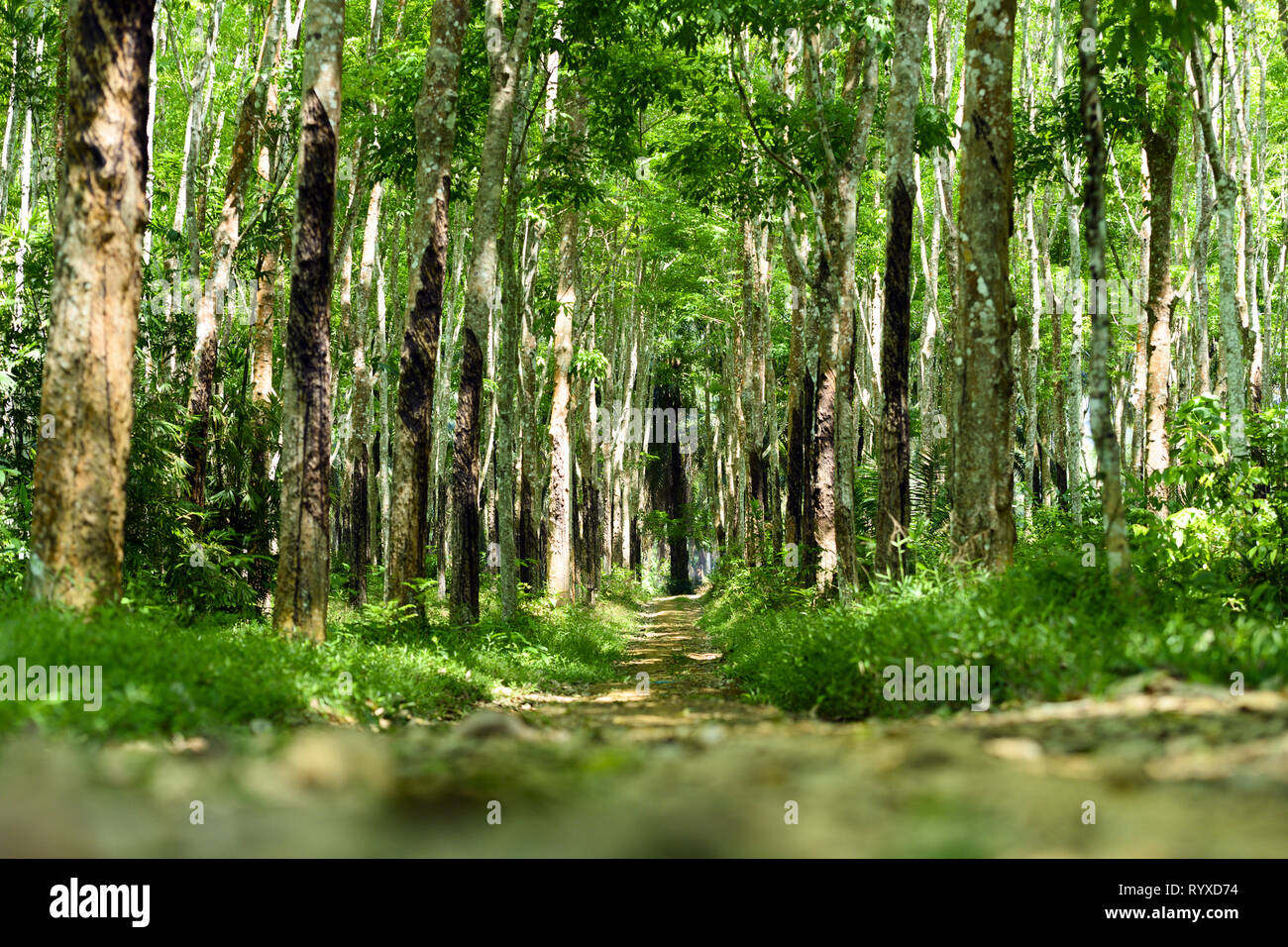 Atemberaubende Aussicht auf einen Weg, der zwischen einem grünen Plantage von gummibäumen Durchläufe (Hevea Brasiliensis) in Thailand. Stockfoto