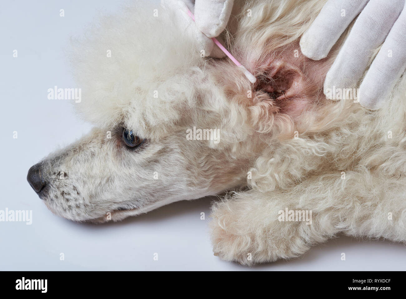 Reinigung Pudel Hund Ohren mit Wattestäbchen Stockfoto