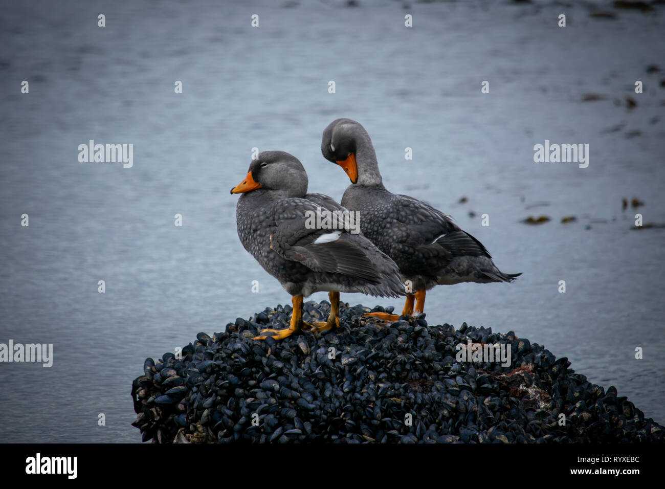 Vögel in Patagonien, Argentinien, Südamerika Stockfoto