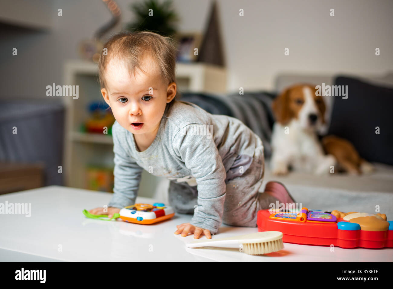 Baby mit einem Beagle Hund im Haus. Familienfreundlich Hund im Haus. Hund auf Sofa im Hintergrund, Baby auf einem Tisch Stockfoto