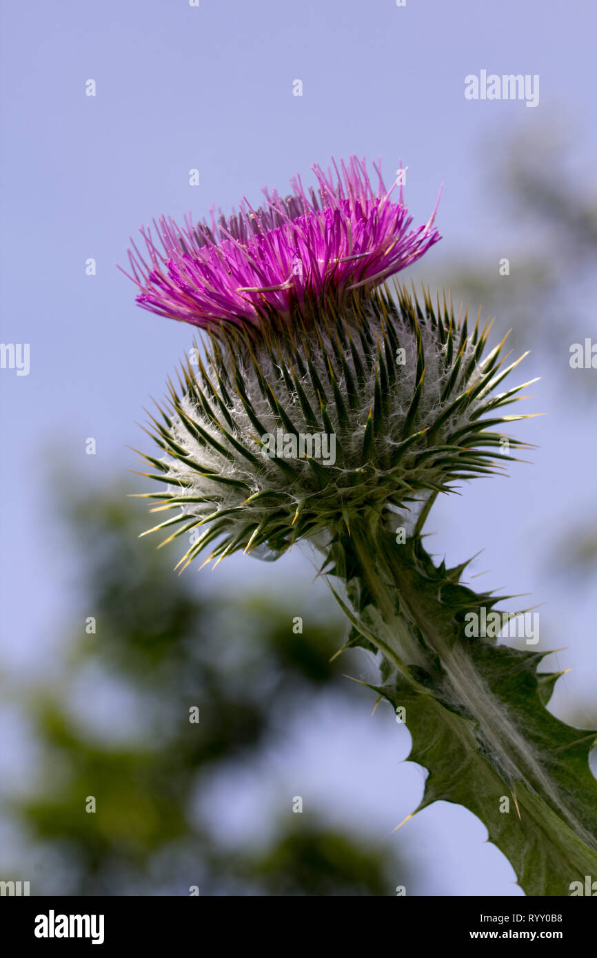 Von der Seite genommen, diese Nahaufnahme fängt die Majestät des einen lila, Schottische, Baumwolle Thistle auf Onopordum acanthium sitzen; Stockfoto
