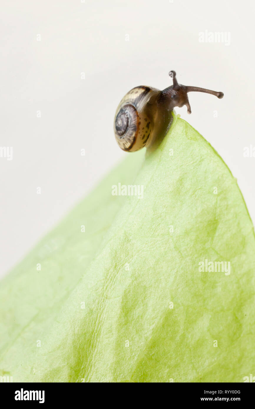 Schnecke essen ein Salatblatt Stockfoto