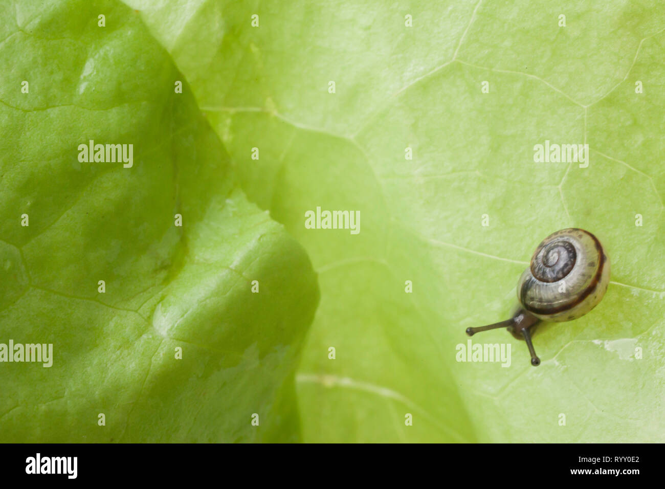 Schnecke essen ein Salatblatt Stockfoto