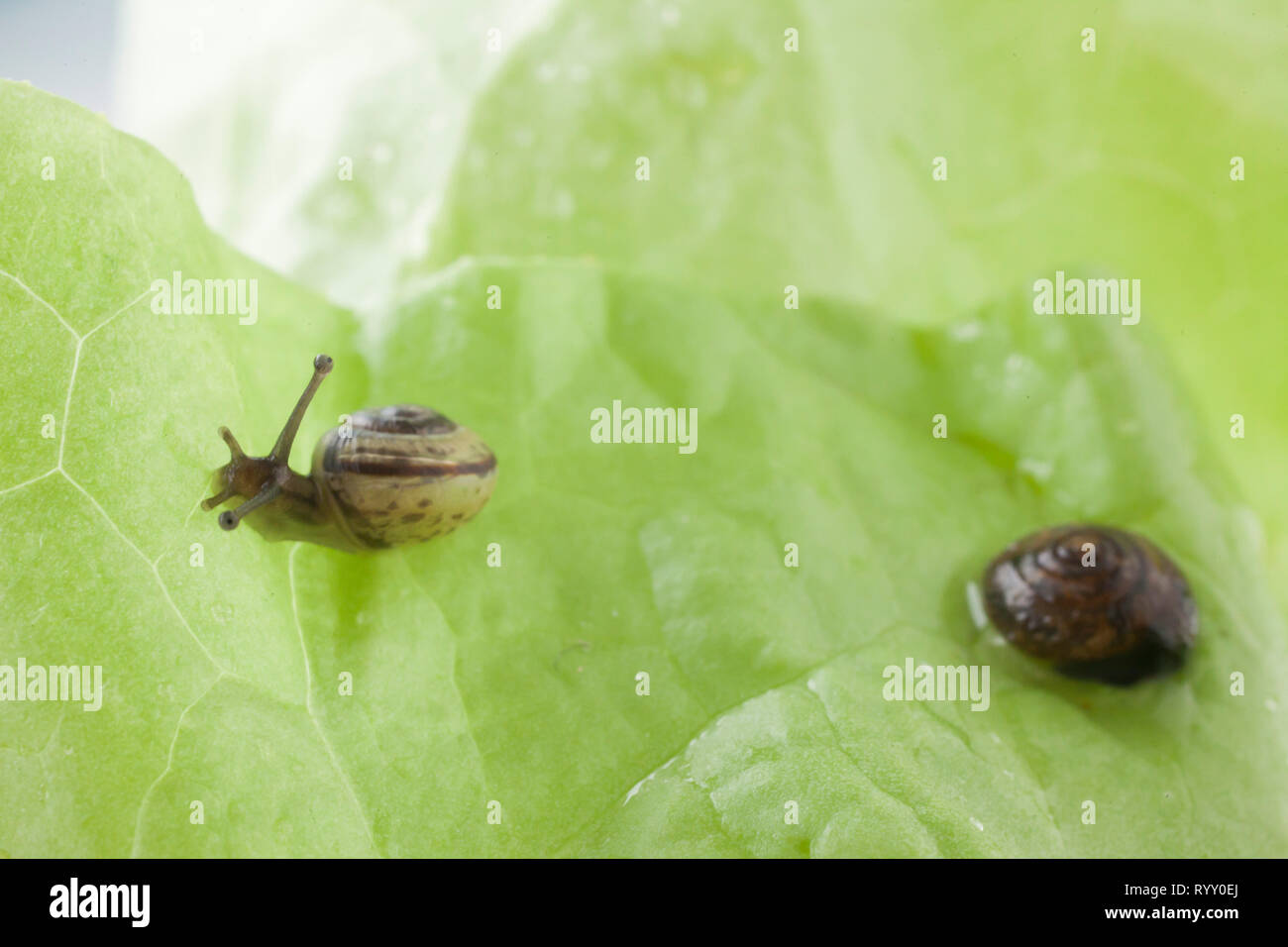 Schnecke essen ein Salatblatt Stockfoto