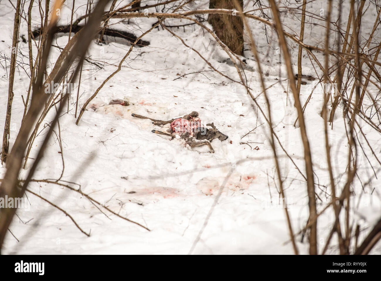 Rotwild Karkasse im Schnee Stockfoto