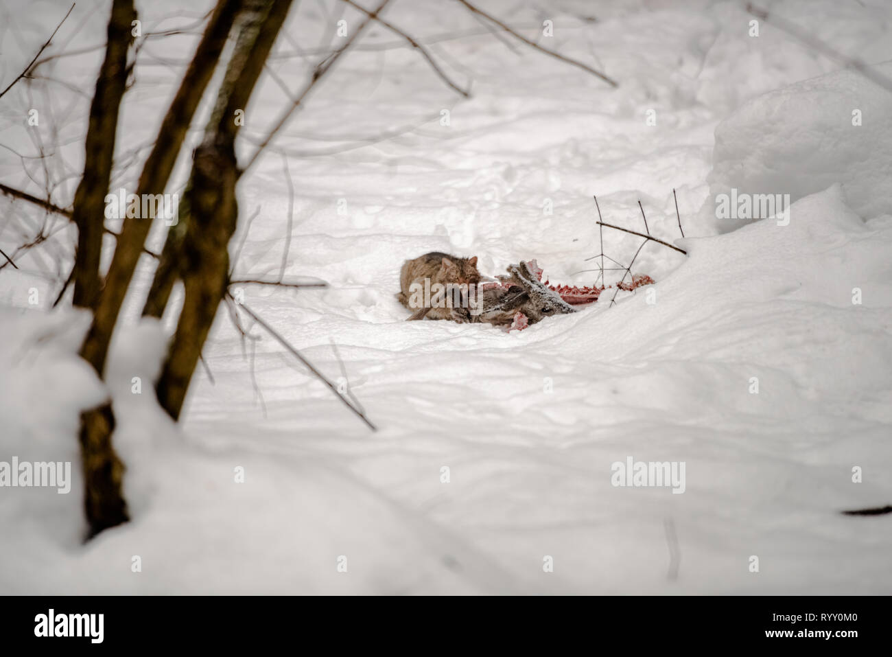Die europäische Wildkatze (Felis silvestris) ist Essen ein Reh Karkasse durch Wölfe getötet. Europäische scavenging Arten. Tiere der Polnischen Karpaten Stockfoto