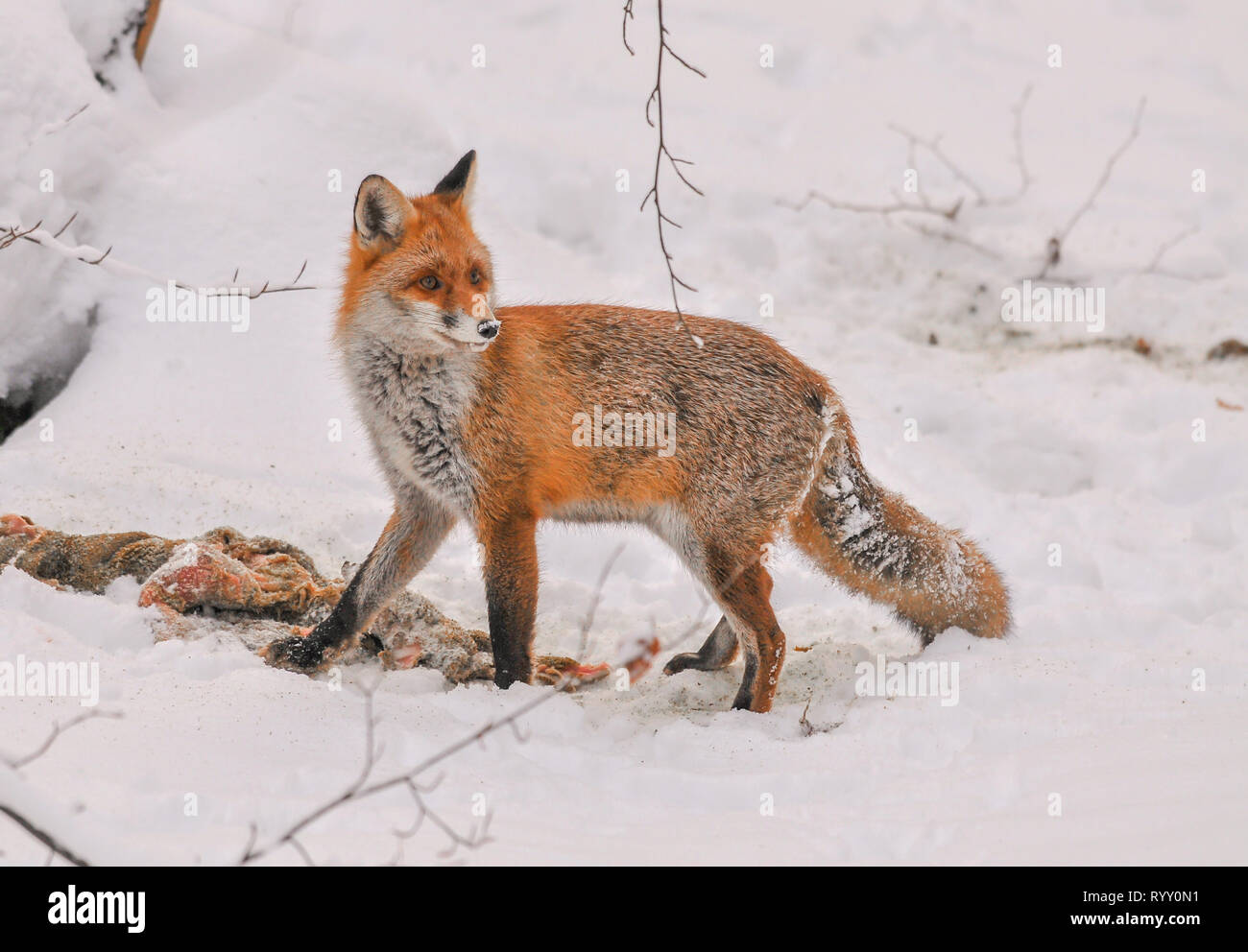 Red Fox im Winter Fütterung auf Rotwild Karkasse, niedliche rote Fuchs mit Reh Aas im Winter Landschaft Stockfoto