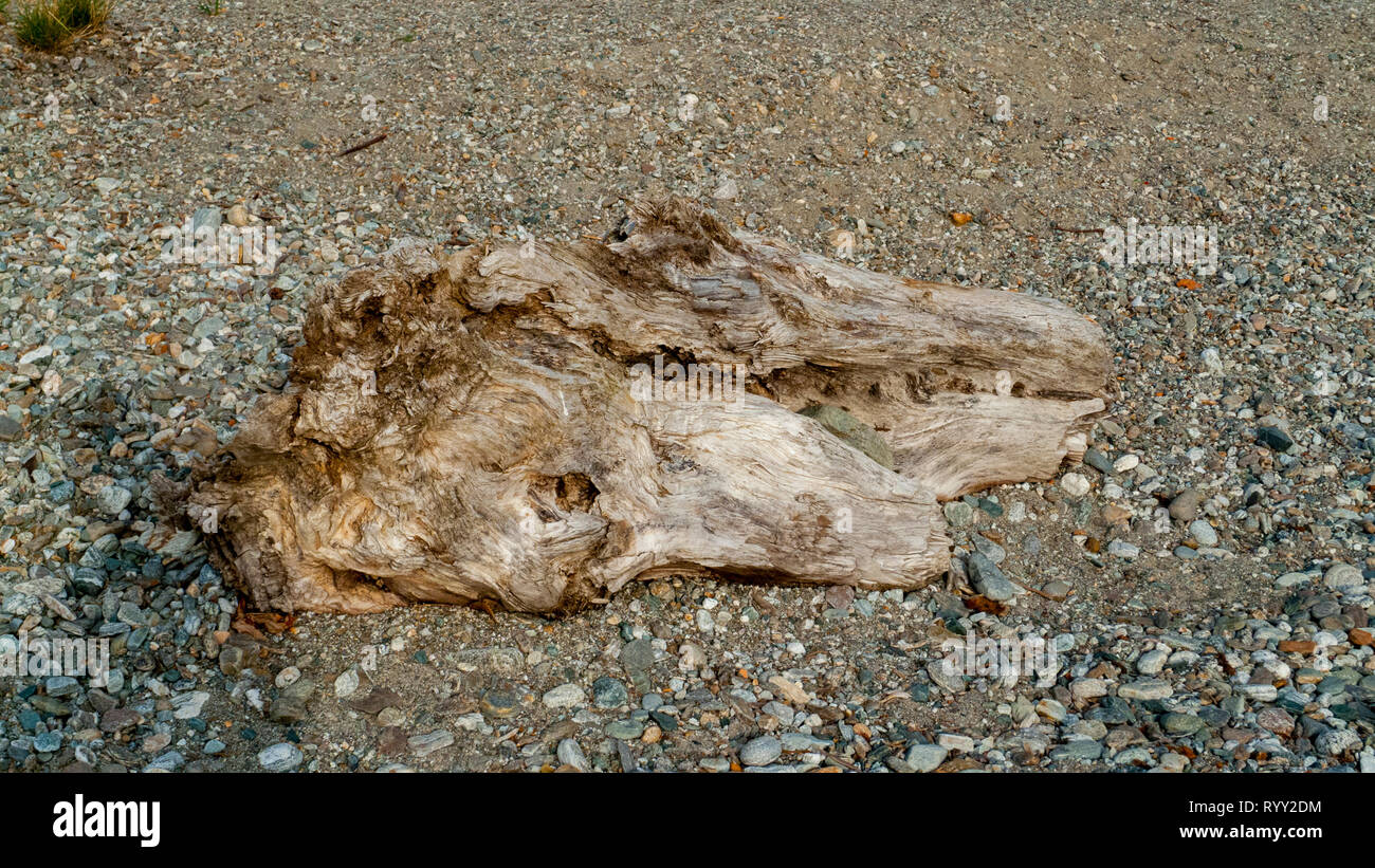 Angeschwemmtes Treibgut, Baumstamm, Holz mit Löchern durchzogen am Strand von Gravedona Comer Siehe Stockfoto