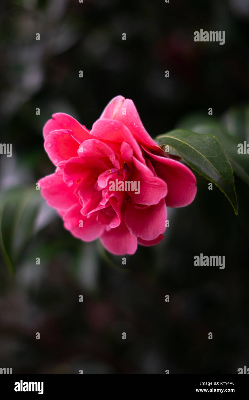 Isolierte rosa Kamelien Blüte an Zweig mit dunkelgrünen Blätter im Hintergrund. Schwerpunkt liegt auf der rechten Seite nach unten schießen auf der Blume. Stockfoto