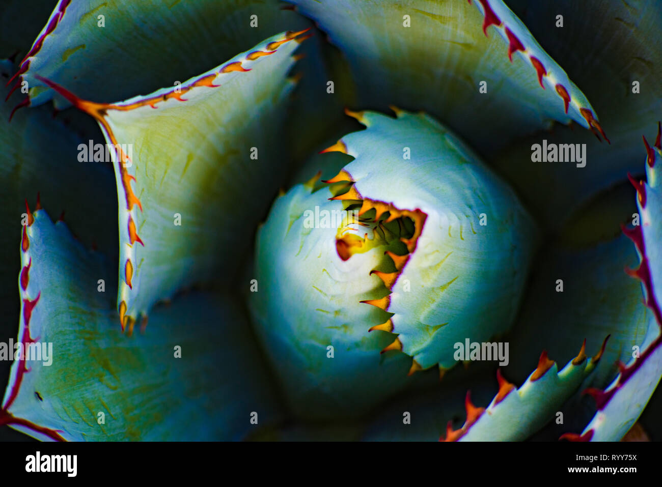 Kunst aus der Natur! Stockfoto
