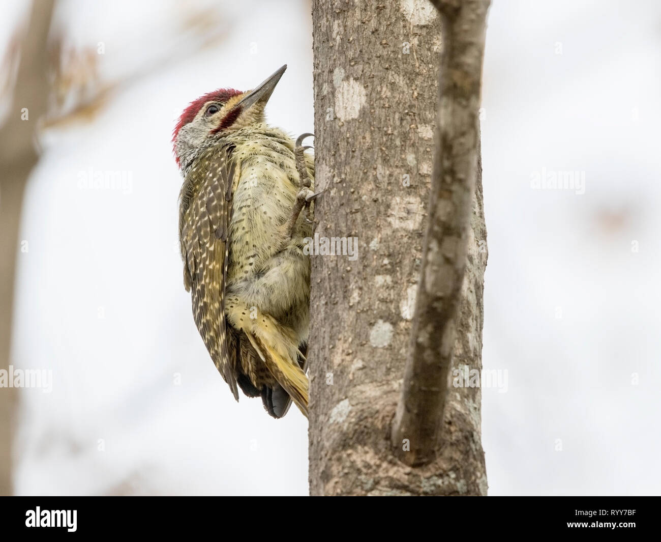 Fein-Buntspecht, Fütterung auf Insekten auf Baum in Makasutu Wald, Gambia, 27. Februar 2019 Stockfoto