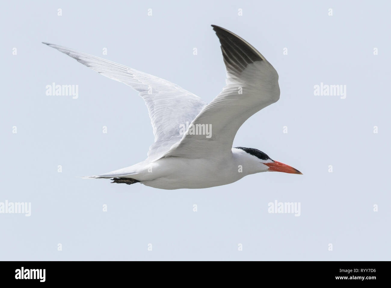 Raubseeschwalbe, Banjul, Gambia vom 28. Februar 2019 Stockfoto