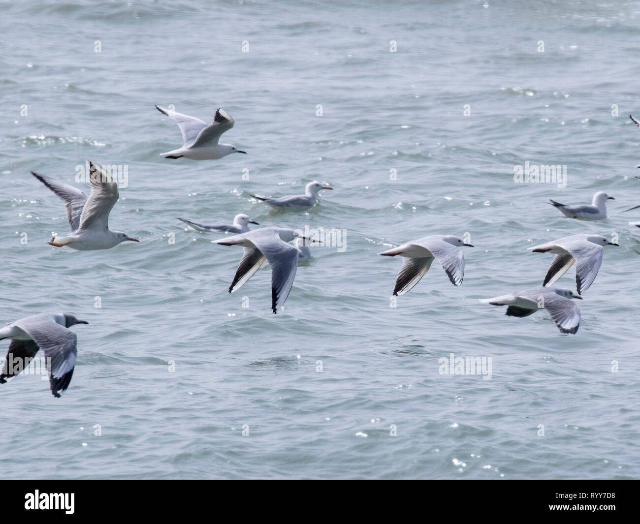 Slender-billed Gull, Tanji, Gambia vom 28. Februar 2019 Stockfoto