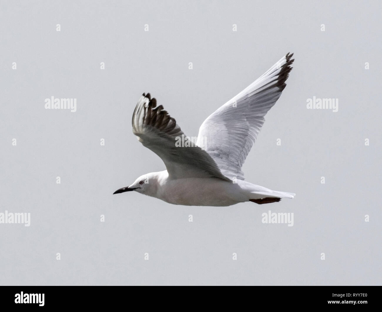 Slender-billed Gull, Tanji, Gambia vom 28. Februar 2019 Stockfoto