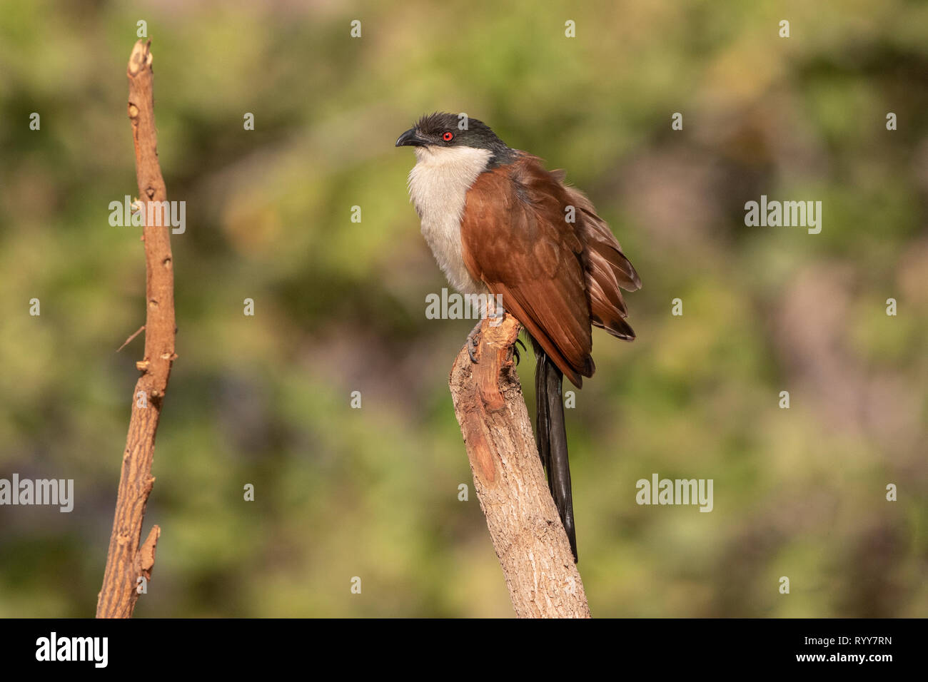 Senegal Coucal, Makasutu Wald, Gambia vom 3. März 2019 Stockfoto