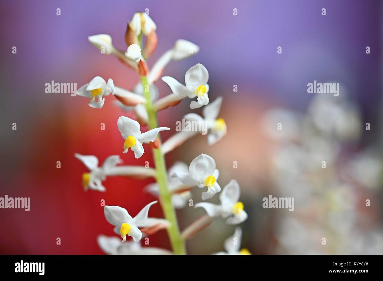 Schöne Blume. Makroaufnahme der Natur. Jewel Orchidee - Ludisia verfärben. Stockfoto