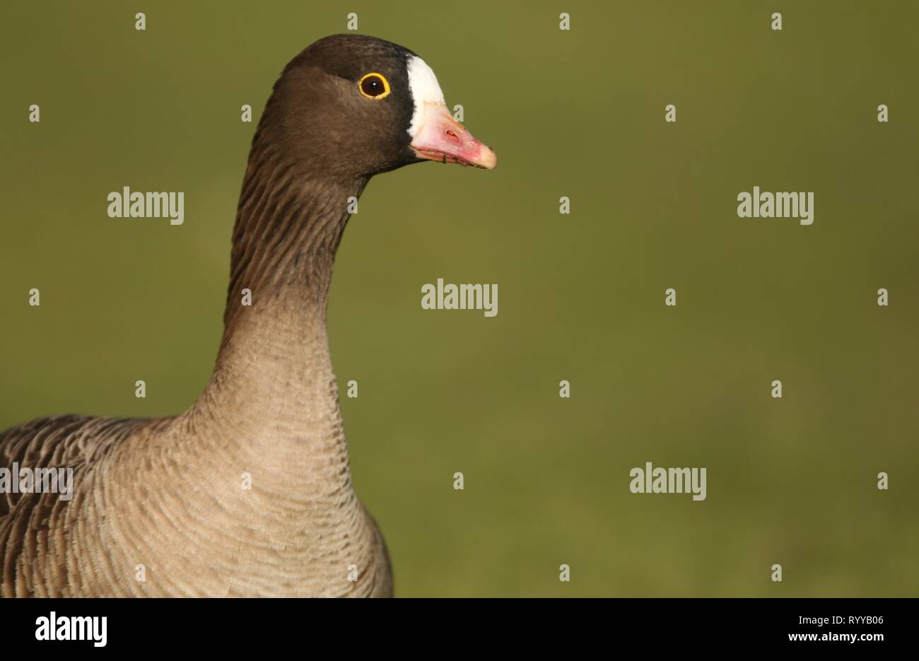 Lesser White fronted goose (Anser erythropus), das Porträt der zahme Adult ist die Unterscheidung Kopf Gefieder und gelbe Auge Ring. Februar 2019, UK. Stockfoto