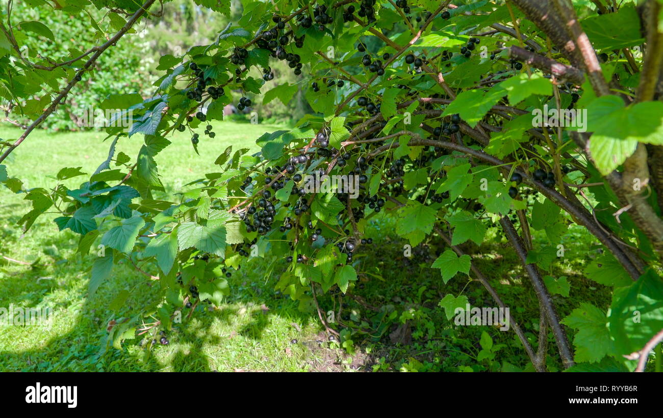 Den Baum mit den Früchten der Schwarze Johannisbeere gibt es viele lila  Beeren hängen an den Stamm und Sträucher Stockfotografie - Alamy