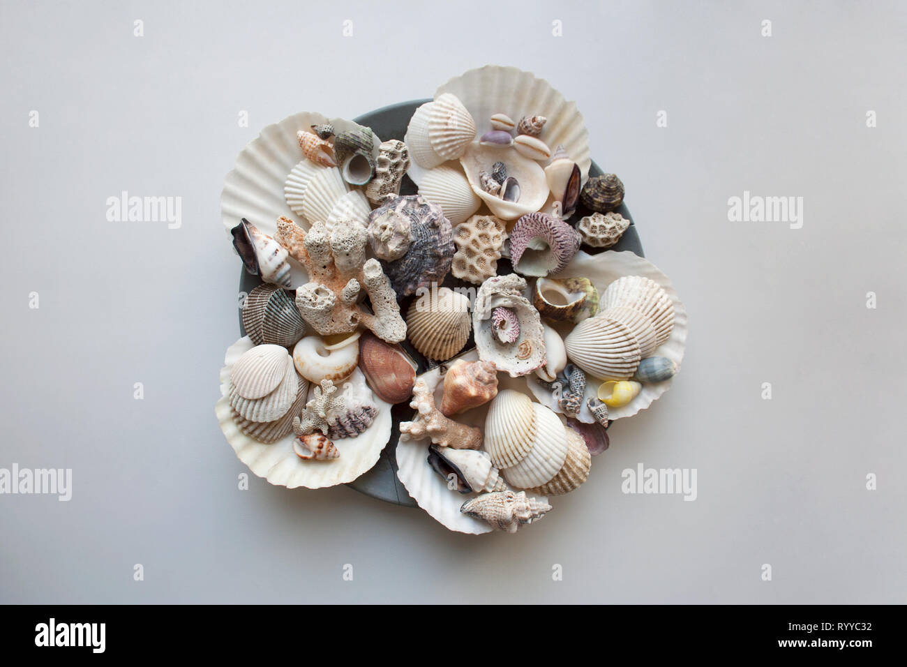 Verschiedene thai Muscheln und Korallen auf grauem Beton Platte auf weißem Hintergrund Stockfoto