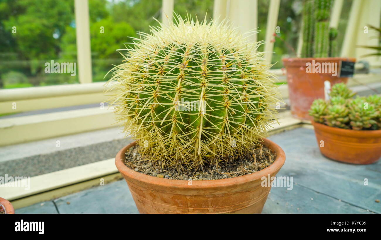 Die runder Kaktus mit Spikes auf es innerhalb einer kleinen braunen Topf im  Garten platziert Stockfotografie - Alamy