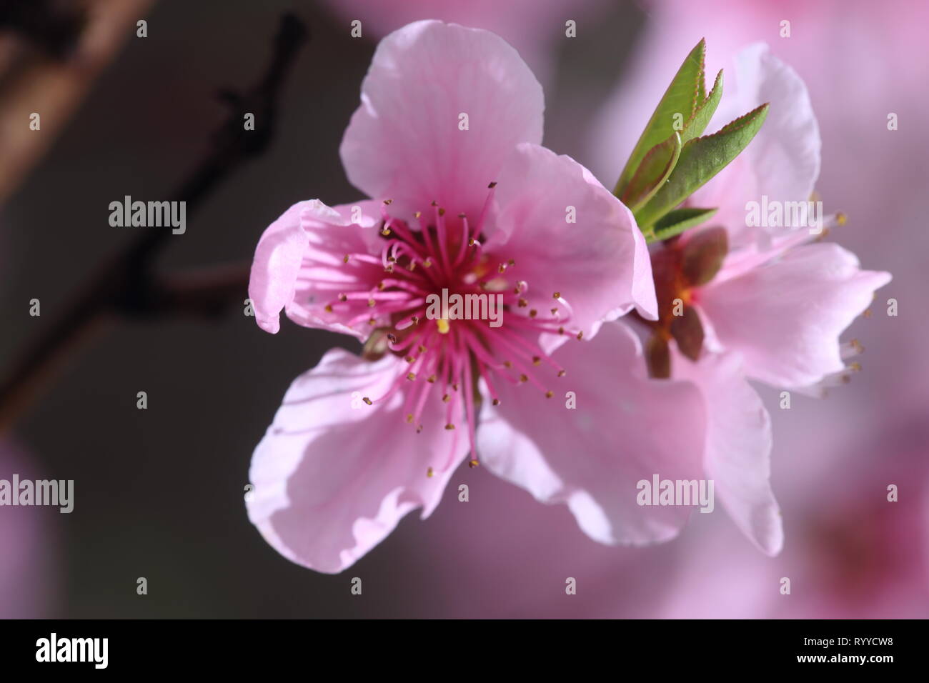 Die pink Peach Blossom im Frühjahr Stockfoto