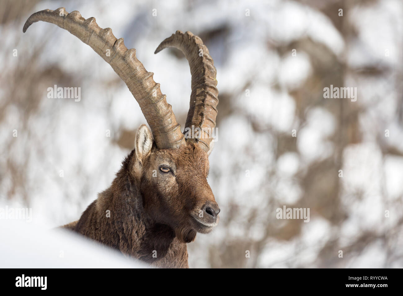 Eine wunderbare Begegnung in den Alpen, Steinböcke (Capra ibex) Stockfoto