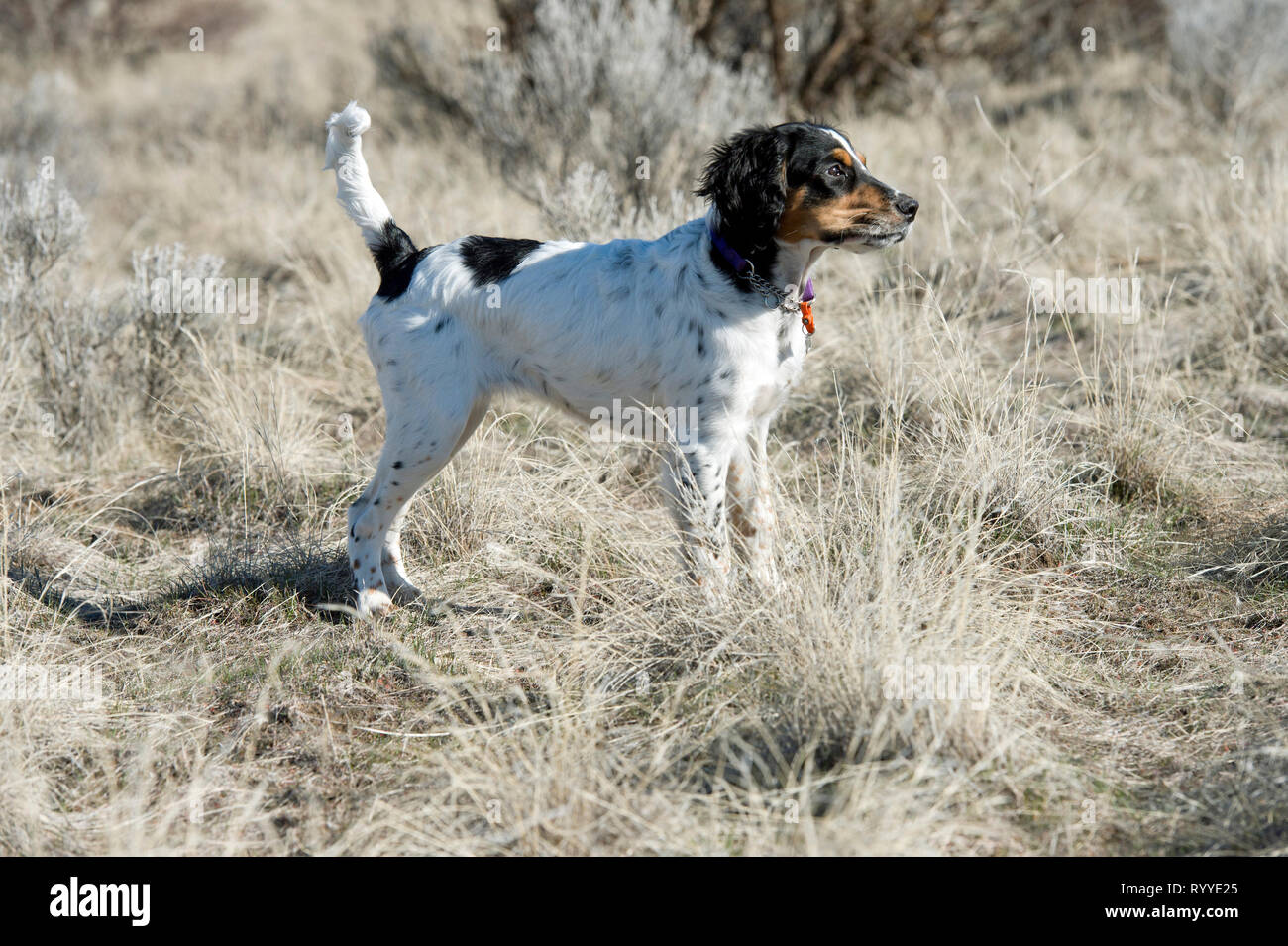 Vier-und-einen halben Monat alt English Setter Welpen Stockfoto