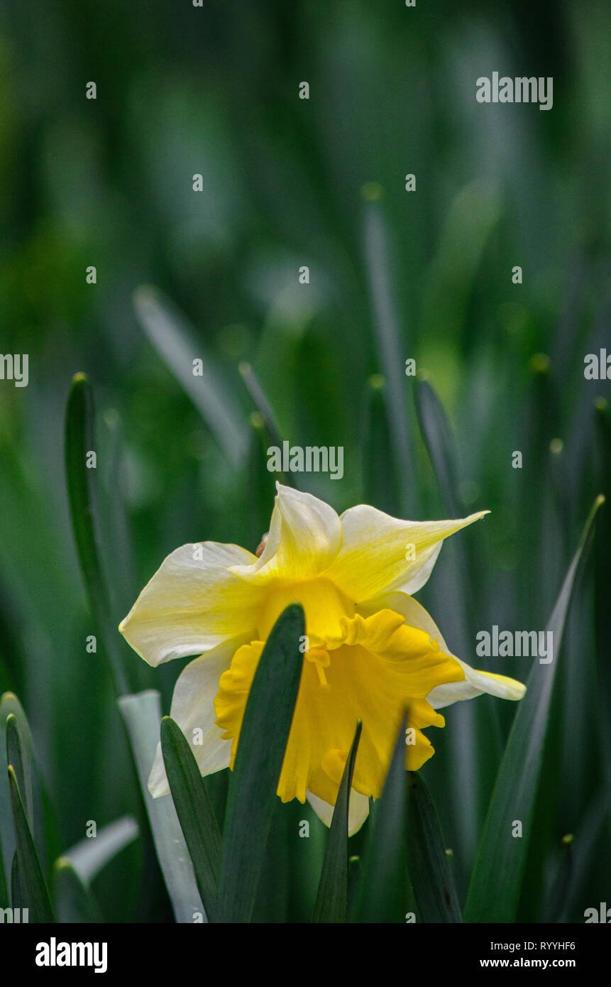 Nahaufnahme des gelben Narzisse (Narcissus) im Garten, selektiven Fokus mit unscharfen grüner Hintergrund Stockfoto