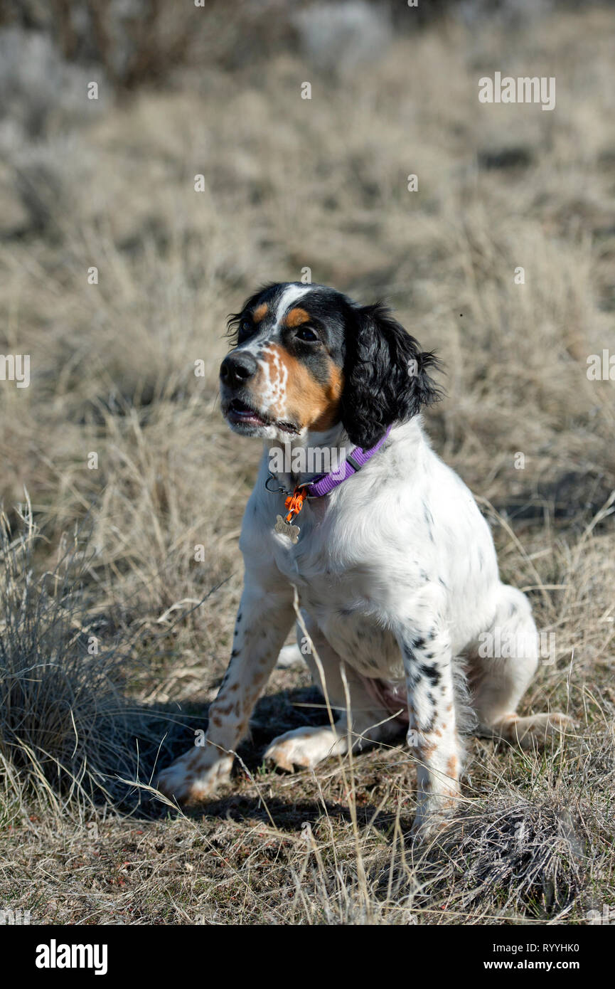 Vier-und-einen halben Monat alt English Setter Welpen sitzen Stockfoto