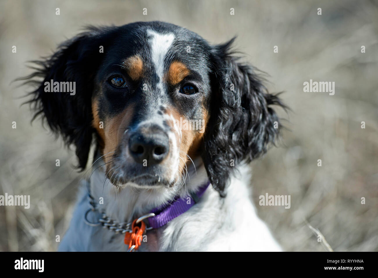 Vier-und-einen halben Monat alt English Setter Welpen portrat Stockfoto