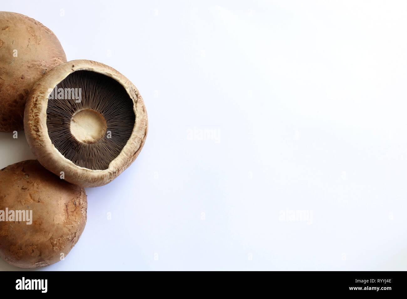 Frische rohe Portobello Pilze auf weißem Hintergrund Stockfoto