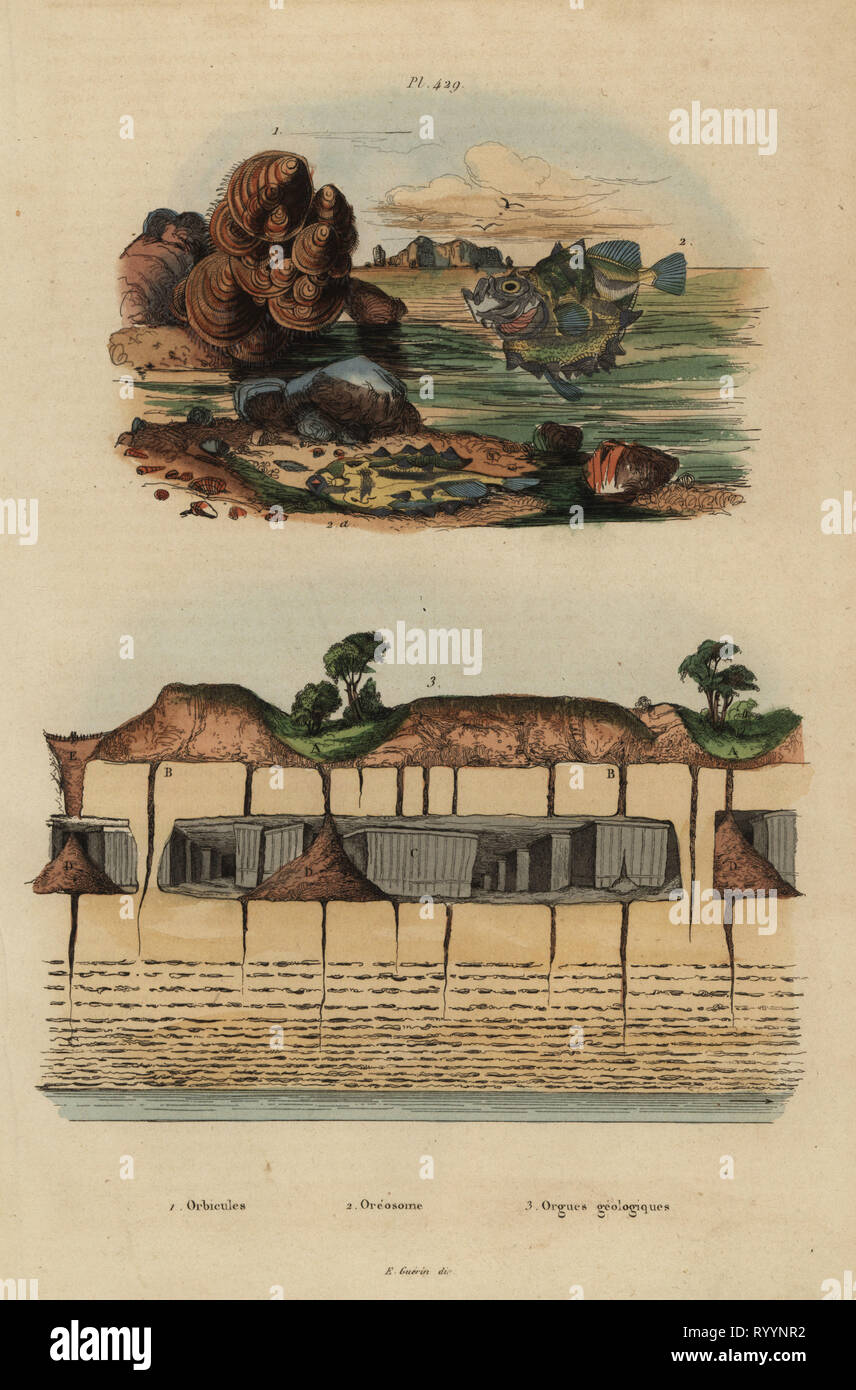 Versteinerte Brachiopoden, Discinisca Lamellosa 1, ox-eyed Oreo, Oreosoma atlanticum 2, und unterirdischen geologischen Organe bei Saint Pierre 3. Orbicules, oreosome, orgues geologiques. Papierkörbe Stahlstich von du Casse nach einer Illustration von Adolph Fritten aus dem Felix-Edouard Guerin-Meneville's Wörterbuch Pittoresque d'Histoire Naturelle (malerische Wörterbuch der Naturgeschichte), Paris, 1834-39. Stockfoto