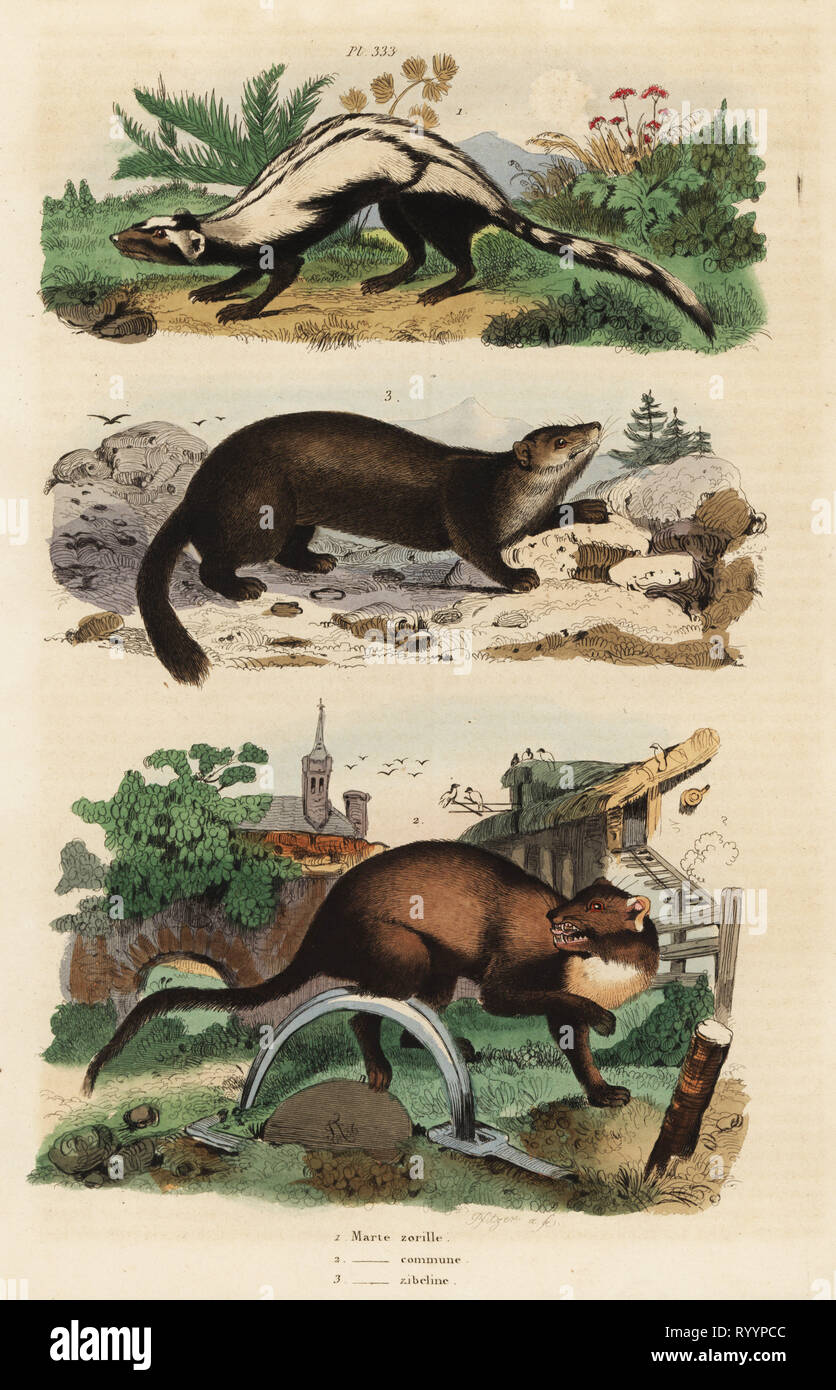 Gestreifte Iltis, Ictonyx striatus 1, Europäische marten Kiefer, Martes martes 2 und Zobel, Martes Zibellina 3. Marte marte zorille, Kommune, Marte zibeline. Papierkörbe Stahlstich von Pfitzer nach einer Illustration von Adolph Fritten aus dem Felix-Edouard Guerin-Meneville's Wörterbuch Pittoresque d'Histoire Naturelle (malerische Wörterbuch der Naturgeschichte), Paris, 1834-39. Stockfoto