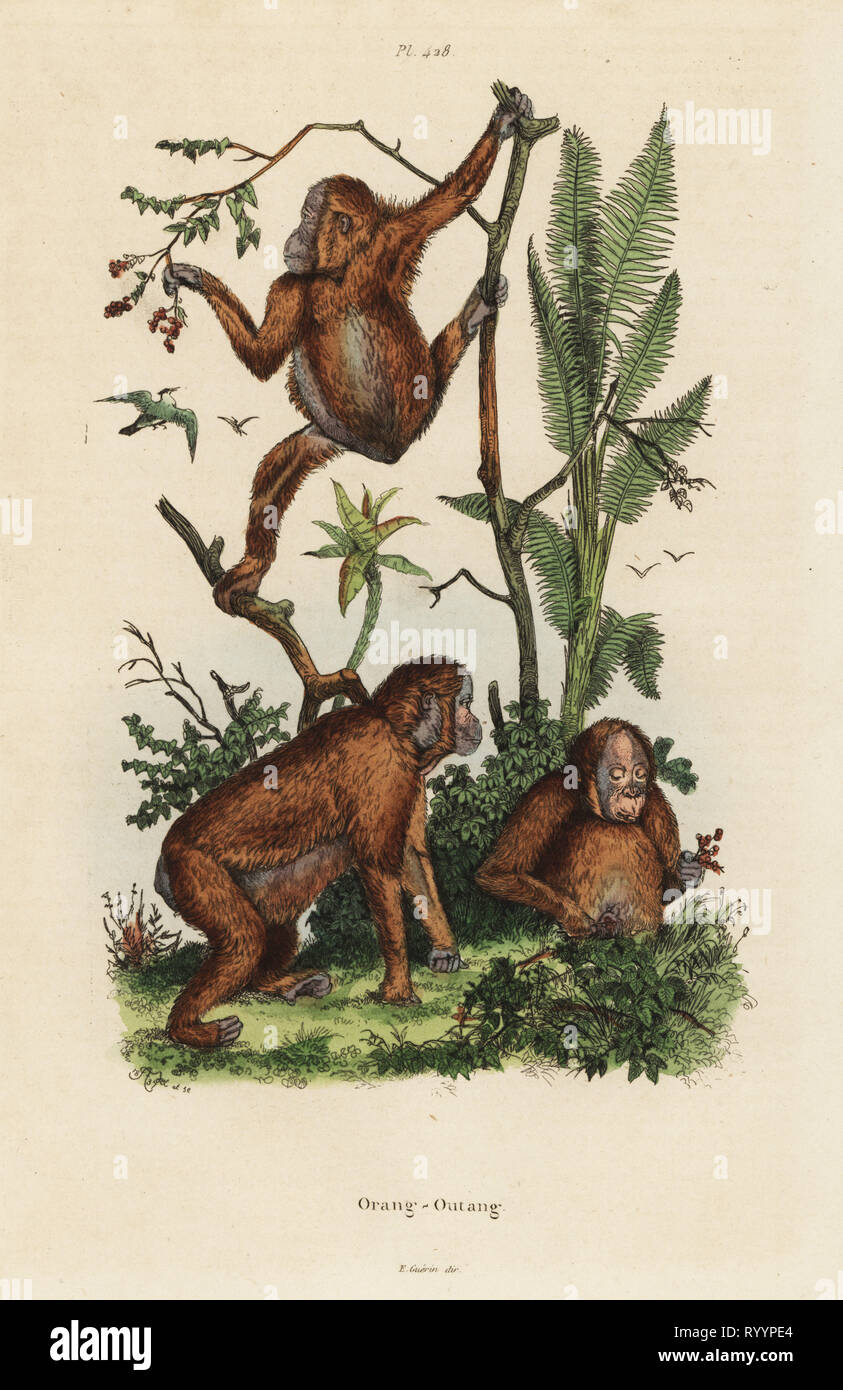 Bornesischen Orang-utans, Pongo pygmaeus. Kritisch gefährdet. Orang - outang. Papierkörbe stahlstich gezeichnet und von Adolph Fritten aus dem Felix-Edouard Guerin-Meneville's Wörterbuch Pittoresque graviert d'Histoire Naturelle (malerische Wörterbuch der Naturgeschichte), Paris, 1834-39. Stockfoto