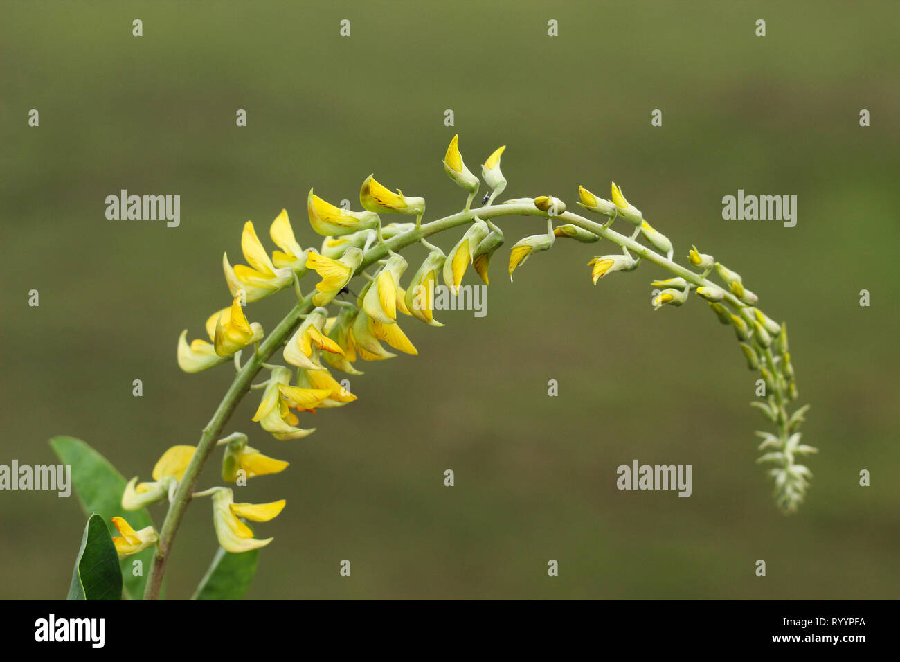 Selten gelb Design plant Stockfoto