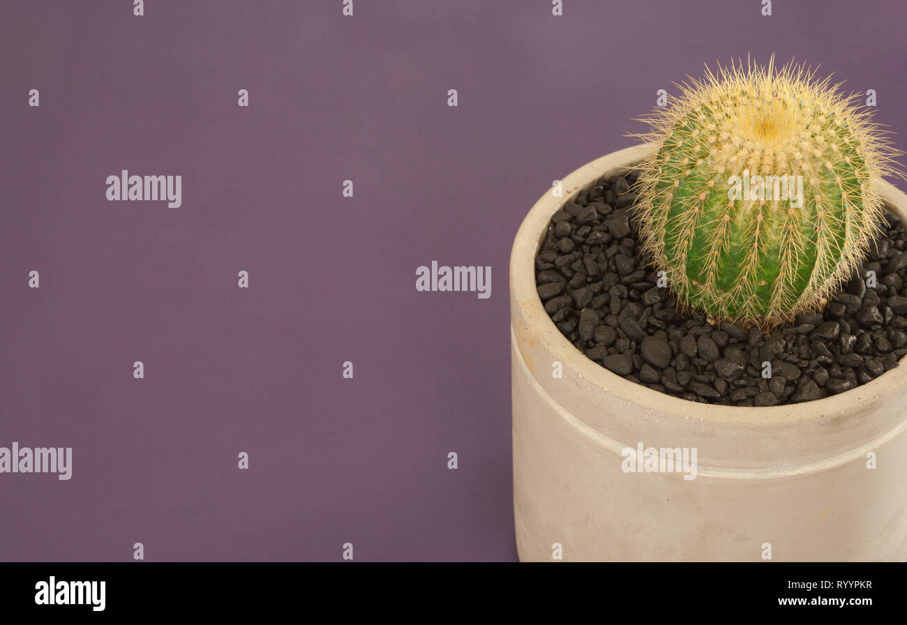 Cactus als nach Hause Dekor gegen violette Hintergrund verwendet Stockfoto