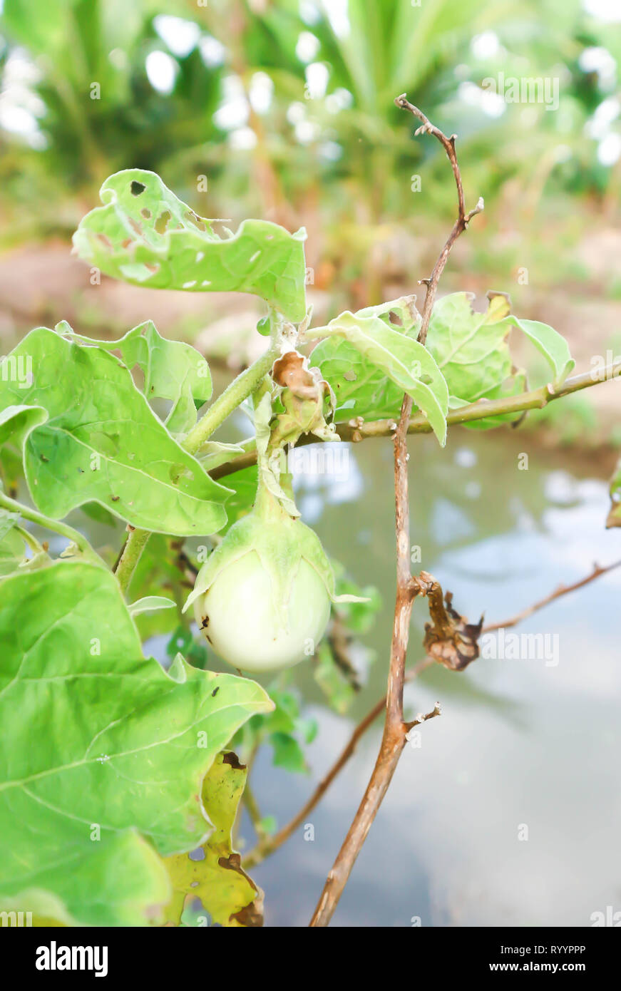 Kleine Aubergine, Eierfrucht Anlage auf dem Bauernhof Stockfoto
