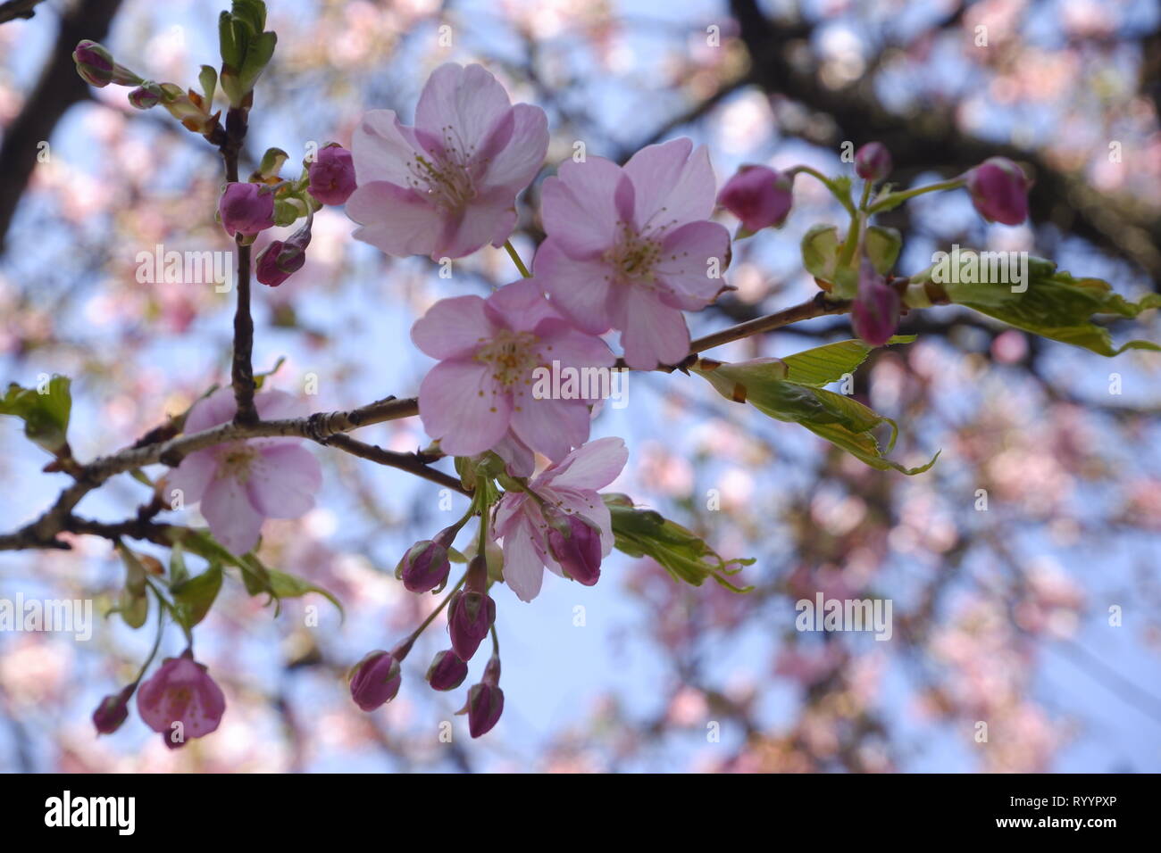 Close-up Japan Kirschblüte rosa Blume sakura Zweig Natur Hintergrund Stockfoto