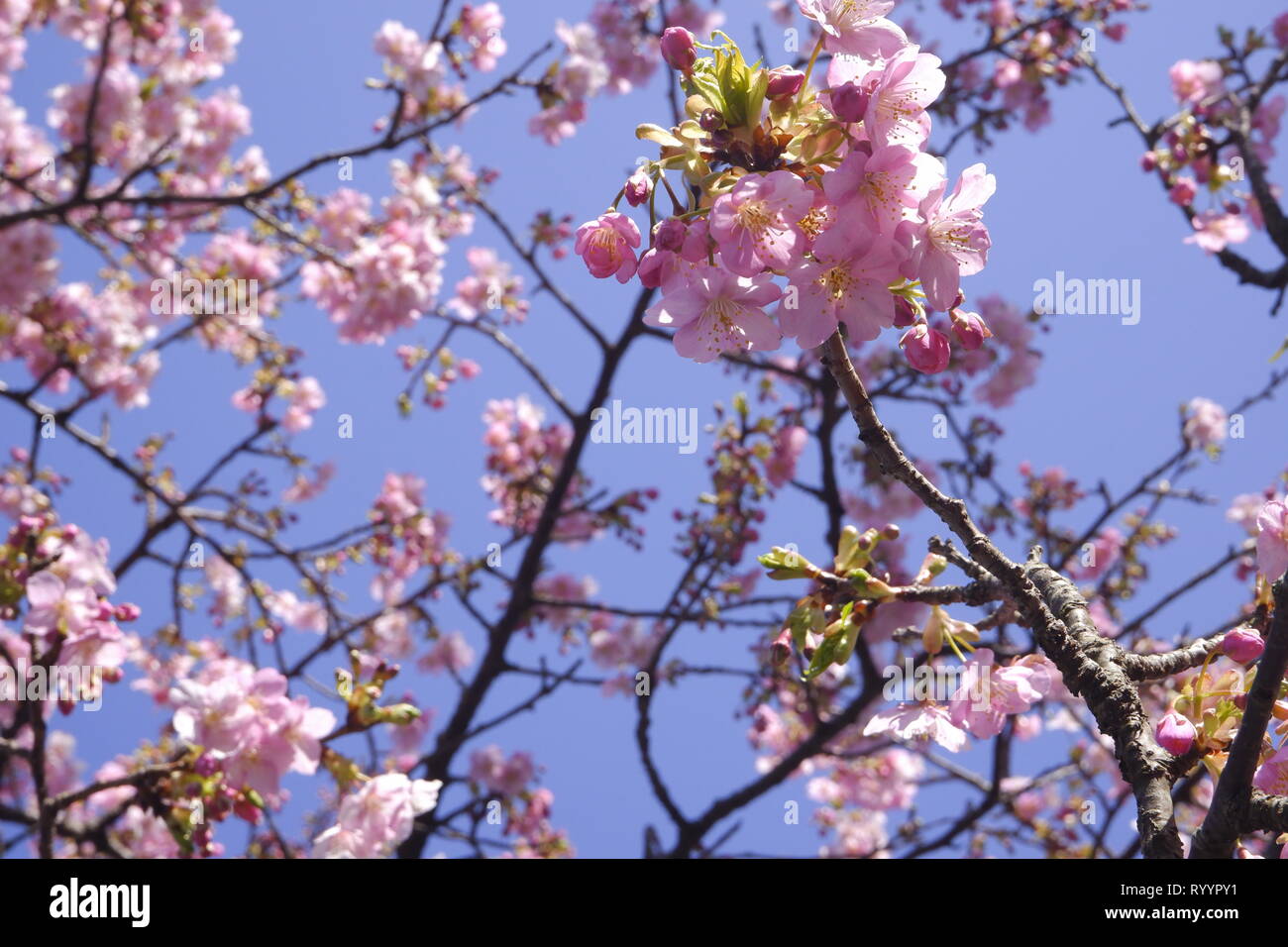 Close-up Japan Kirschblüte rosa Blume sakura Zweig Natur Hintergrund Stockfoto