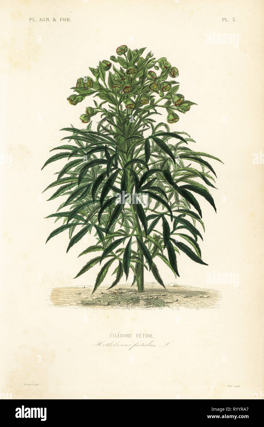 Stinkende Nieswurz, Helleborus purpurascens, Ellebore fetide. Papierkörbe Stahlstich von Alphonse-Leon Noel nach einem botanischen Abbildung von Edouard Maubert von Pierre Oscar Reveil, A. Dupuis, Fr. Gerard und Francois Herincqâ € ™ s La Regne Vegetal: Planeten agricoles et Forestieres, L. Guerin, Paris, 1864-1871. Stockfoto